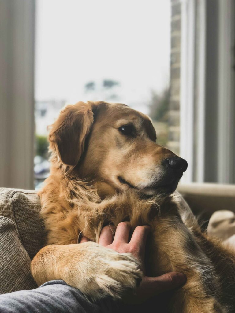 7 Dog Skin Care Tips: Best Treatments for Healthy & Itchy Free Dogs Dog skin care tips for healthy and shiny coat